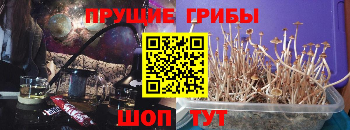 Галлюциногенные грибы Psilocybine cubensis Донской